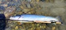 115cm 15,7kg i Gaula på TM rosa flashwing 10cm- tusen takk for kampen og swim videre!  thumbnail
