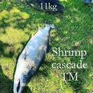 Shrimp isbjørnhår cascade TM variant thumbnail