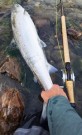 Min sesong i Gaula ble åpnet! 89cm 7,3kg  thumbnail