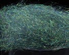 peacock thumbnail