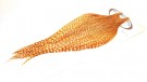 Grade 1 Barred Ginger  CAPES ROOT RIVER HACKLE thumbnail