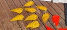 TM hen signatur saddles- ferdig farget!  thumbnail