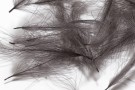 dark dun thumbnail