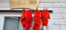 TM supreme rev ble farget av svart og fire hot orange!  thumbnail