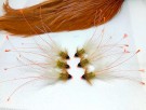 Fluebinderen TM olive thumbnail