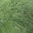 Caddis puppa thumbnail