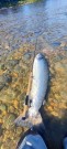 115cm 15,7kg i Gaula på TM rosa flashwing 10cm- tusen takk for kampen og swim videre!  thumbnail