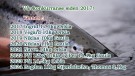 Slutten av sesongen nærmer seg! PETTER LEDER KONURRANSEN 11,4KG laks,  STEFAN 10.7KG og Thomas 14kg!  thumbnail