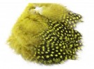 yellow thumbnail