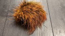 Villsvin ble farget av deep hot orange, sunburst, fiery brown thumbnail