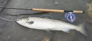 To laks på TM sunray 72cm 3,5kg og 62cm 2,4kg! thumbnail