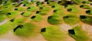 TD av fluo green og TM rev av banana ble farget denne helgen!  thumbnail