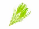 SNS Peacock Eye Feathers- NYHET24 thumbnail