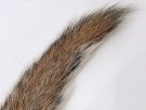Ekorn hale- farget thumbnail
