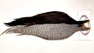 Grade 1 Split Black/Grizzly Capes Root River Hackle- UTSOLGT! thumbnail