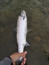 Gratulerer Bogdan enhånds stang tre laks 92cm 8kg og 2x 55cm ca 1,5kg- sunray, sunray!  thumbnail