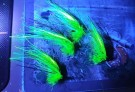 TM UV Guala flashwing variant! TM fluer ble midlertidig stengt pga antal ordrer!  thumbnail