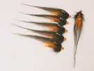 14cm thumbnail