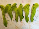 Isbjørnhår ble farget av fl.green/lime!  thumbnail