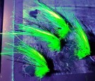 TM UV Guala flashwing variant! TM fluer ble midlertidig stengt pga antal ordrer!  thumbnail