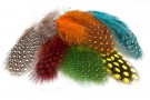 Guinea fowl  thumbnail