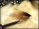March brown Gaula TM thumbnail