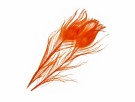 SNS Peacock Eye Feathers- NYHET24 thumbnail