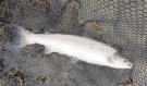 Tre laks på TM sunray i dag tidlig! 65cm, 61cm og 60cm!  thumbnail