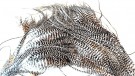Saddle trim pack grizzly Root River Hackle thumbnail