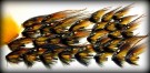 Gaula Banana thumbnail