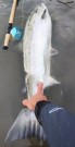 Sesong 2026 i Gaula: Petter vant konkurransen 11,4kg, Stefan 10.7kg, Per Ove 9kg, Ole-Petter 7,4kg, Thomas 14kg 111cm!  thumbnail