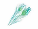 SNS Peacock Eye Feathers- NYHET24 thumbnail