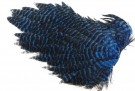 Ewing hen nakker thumbnail