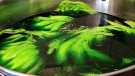 Farging 16.03- nye marabou patch av deep hot orange, fluo green og rev av fluo green thumbnail