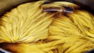 Banana nakker- marabou, hen saddles, hen capes ble farget denne helgen! thumbnail