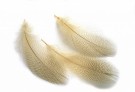 Mallard Duck drake grey flank selected (Grey Drakes / Silver Mallard)  thumbnail