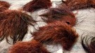 Villsvin ble farget av deep hot orange, sunburst, fiery brown thumbnail