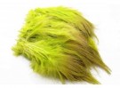 chartreuse thumbnail