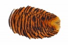 Golden pheasant tipped collar thumbnail