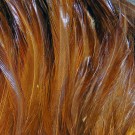 Saltwater Neck Hackle Fiery Brown- NYHET! thumbnail