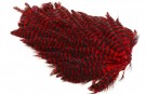 Ewing hen nakker thumbnail