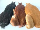 Whiting saddles, capes, Regal stikker og Ahrex kroker på vei inn!  thumbnail