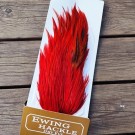 Ewing american rooster hot orange silver badger GR1! NYHET2026 thumbnail