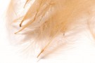 tan thumbnail