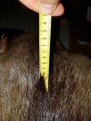 TM nutria naturell i store biter, hårlengde til 6cm!  thumbnail