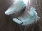 Hen capes og saddles farget til Sillen 02/2025- UTSOLGT! thumbnail