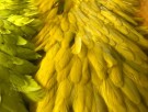 dirty sunburst olive thumbnail