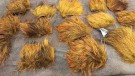 Villsvin ble farget av deep hot orange, sunburst, fiery brown thumbnail