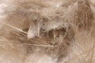 natural dun thumbnail