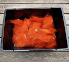 Isbjørnhår av hot oransje er på vei til kundene våre!  thumbnail
